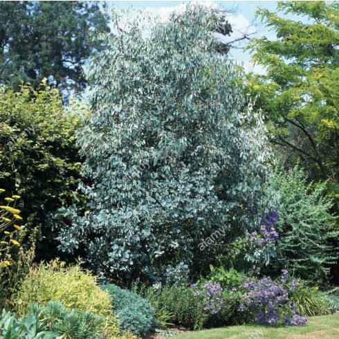 Eucalyptus Silver Tropfen