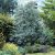 Eucalyptus Silver Tropfen