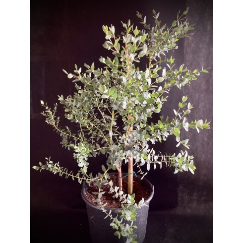 Eucalyptus parvula - Small Leaved Gum (kislevelű eukaliptusz)
