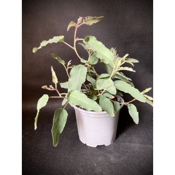 Eucalyptus Citriodora- Citromillatú Eukaliptusz