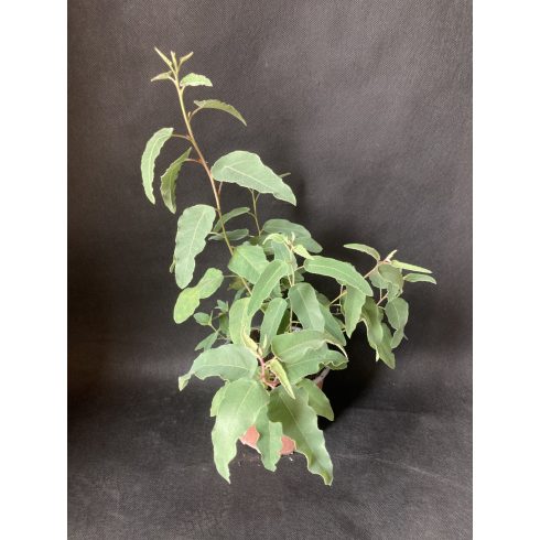 Eucalyptus Citriodora- Citromillatú Eukaliptusz