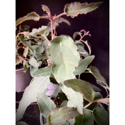 Eucalyptus Citriodora- Citromillatú Eukaliptusz
