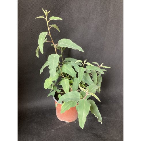 Eucalyptus Citriodora- Citromillatú Eukaliptusz