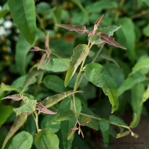Eucalyptus Citriodora- Citromillatú Eukaliptusz