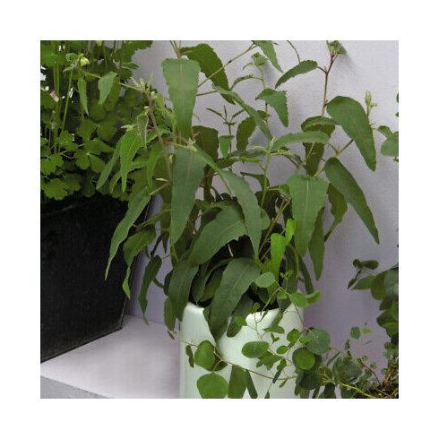 Eucalyptus Citriodora- Citromillatú Eukaliptusz
