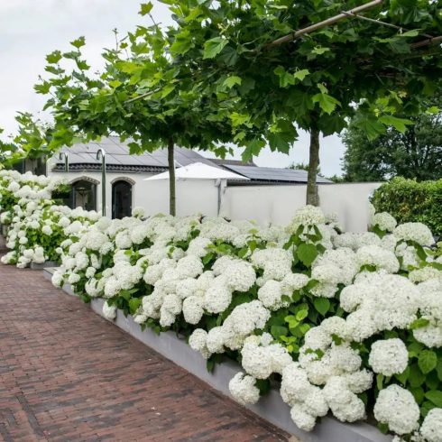 'Annabelle' cserjés hortenzia