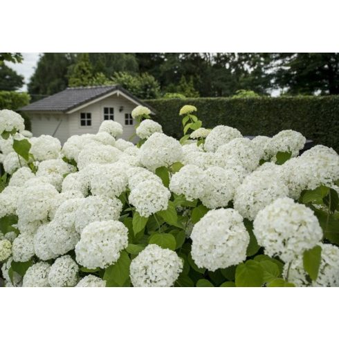 'Annabelle' cserjés hortenzia