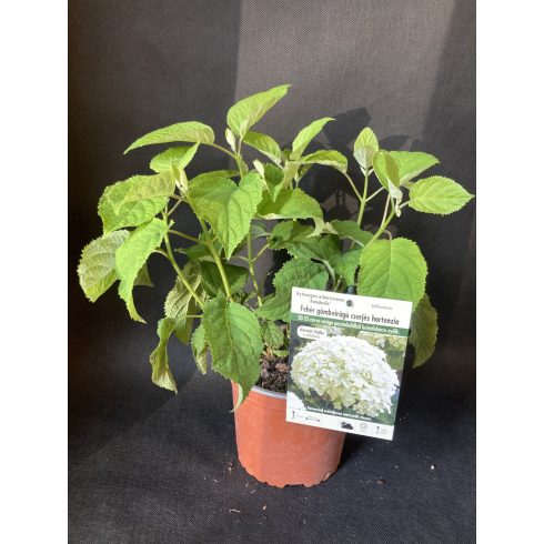 'Annabelle' cserjés hortenzia