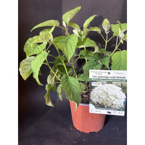 'Annabelle' cserjés hortenzia