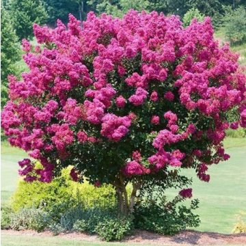 Kínai selyemmirtusz 'Rhapsody in Pink'