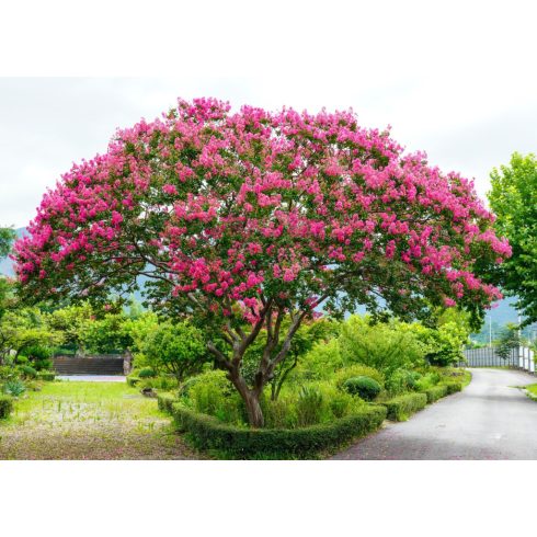 Kínai selyemmirtusz 'Rhapsody in Pink'