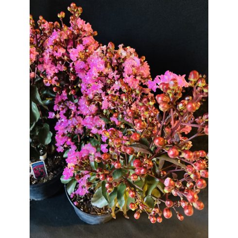 Kínai selyemmirtusz 'Rhapsody in Pink'