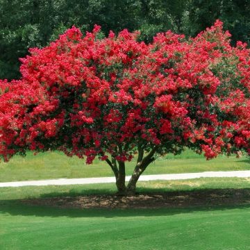 Kínai selyemmirtusz 'Petite Red'