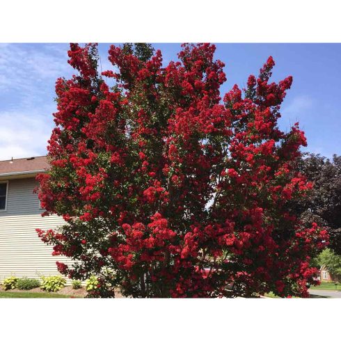 Kínai selyemmirtusz 'Petite Red'