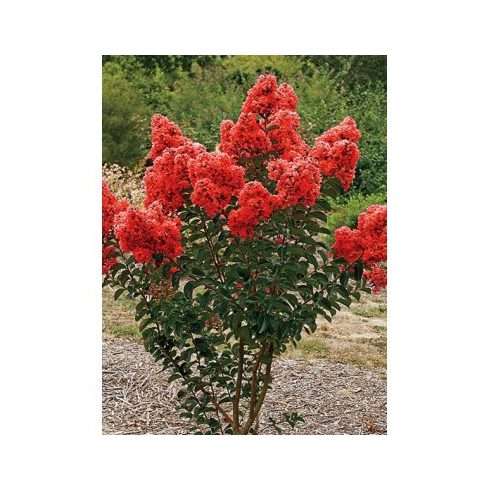 Kínai selyemmirtusz 'Petite Red'