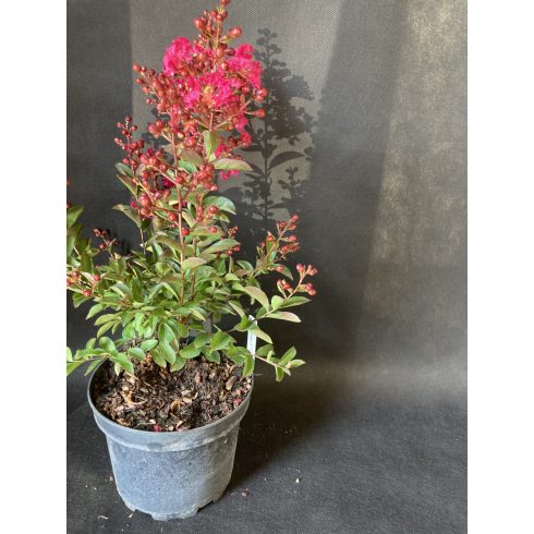 Kínai selyemmirtusz 'Petite Red'