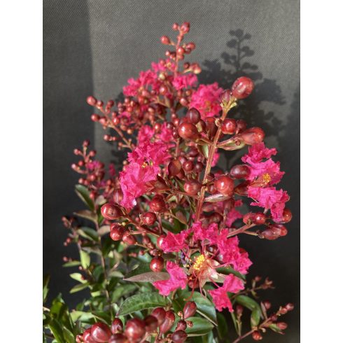 Kínai selyemmirtusz 'Petite Red'