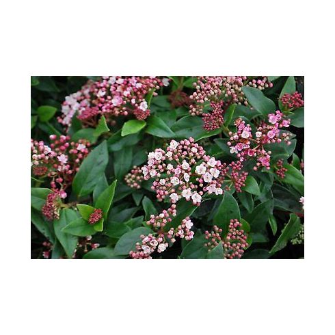 Örökzöld bangita 'Eve Price'