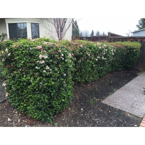 Örökzöld bangita 'Eve Price'