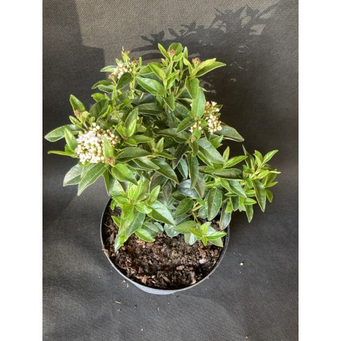 Örökzöld bangita 'Eve Price'