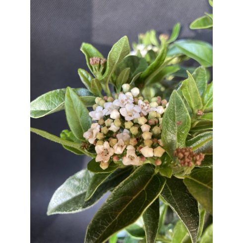 Örökzöld bangita 'Eve Price'