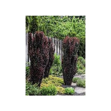 Japán borbolya 'Summer Chocolate'