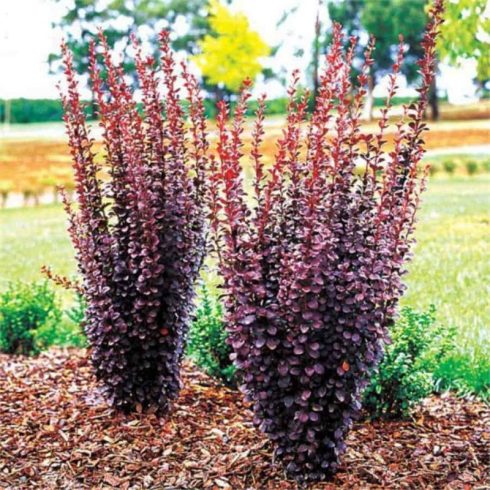 Japán borbolya 'Summer Chocolate'