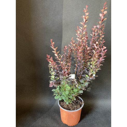 Japán borbolya 'Summer Chocolate'