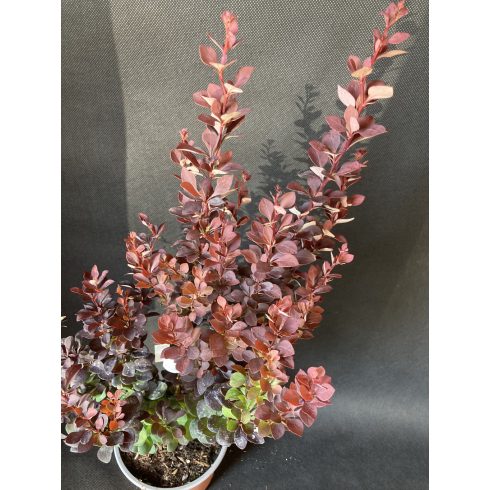 Japán borbolya 'Summer Chocolate'