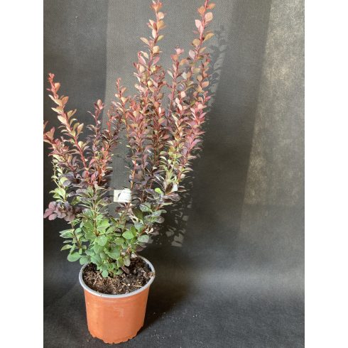 Japán borbolya 'Summer Chocolate'