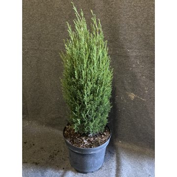 Európai ciprus - Cupressus sempervirens 'Totem'