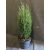 Európai ciprus - Cupressus sempervirens 'Totem'