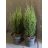 Európai ciprus - Cupressus sempervirens 'Totem'