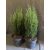 Európai ciprus - Cupressus sempervirens 'Totem'