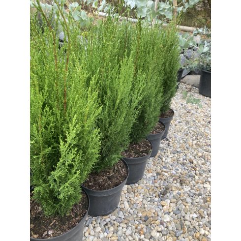 Európai ciprus - Cupressus sempervirens 'Totem'