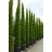 Európai ciprus - Cupressus sempervirens 'Totem'