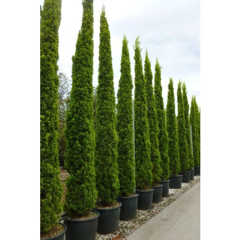 Európai ciprus - Cupressus sempervirens 'Totem'