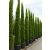 Európai ciprus - Cupressus sempervirens 'Totem'