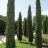 Európai ciprus - Cupressus sempervirens 'Totem'