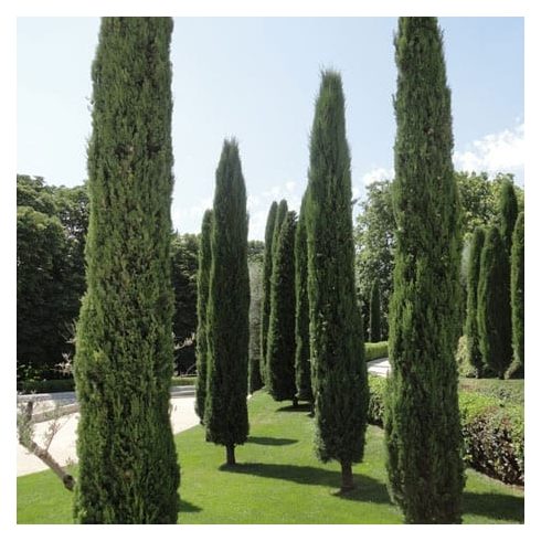 Európai ciprus - Cupressus sempervirens 'Totem'