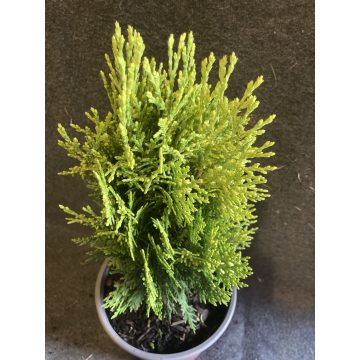   Arany törpe keleti tuja - Thuja orientalis 'Aurea Nana'
