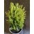 Arany törpe keleti tuja - Thuja orientalis 'Aurea Nana'