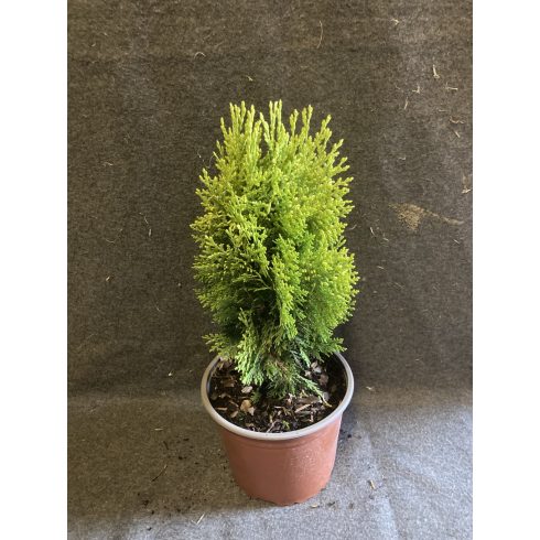 Arany törpe keleti tuja - Thuja orientalis 'Aurea Nana'