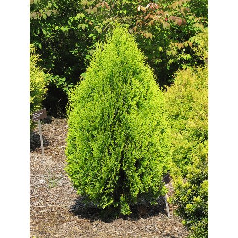 Arany törpe keleti tuja - Thuja orientalis 'Aurea Nana'