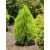 Arany törpe keleti tuja - Thuja orientalis 'Aurea Nana'