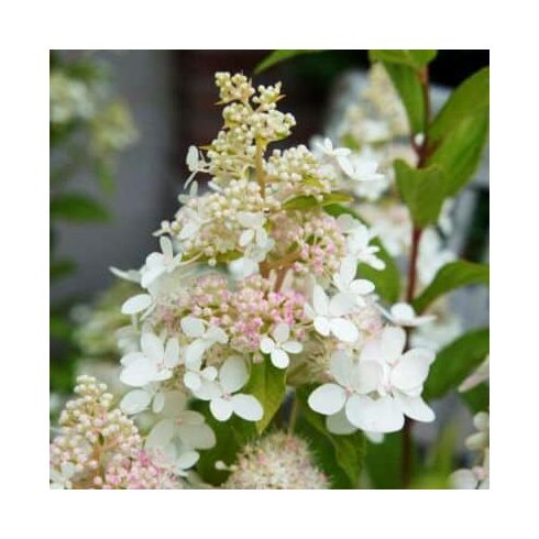 Fehér bugás hortenzia 'Confetti'