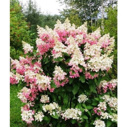 Fehér bugás hortenzia 'Confetti'