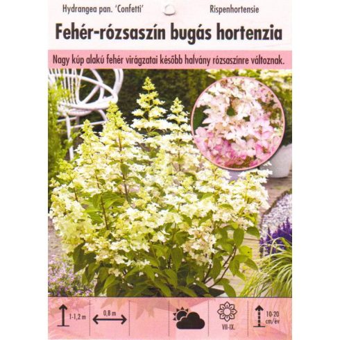 Fehér bugás hortenzia 'Confetti'