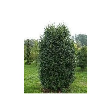 Oszlopos babérmeggy ’Genolia’ 